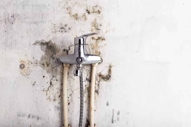 Best Mold Removal Company Near Me  in Bingham Farms, MI