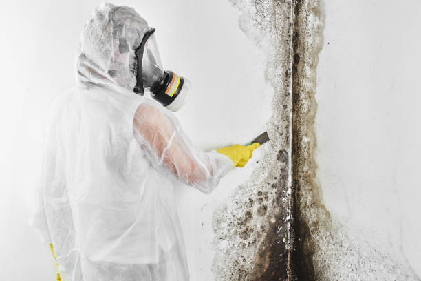 Mold Removal and Inspection in Bingham Farms, MI