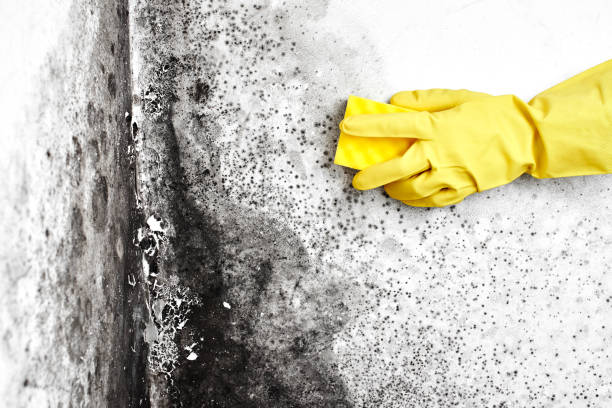 Best Mold Removal Company Near Me  in Bingham Farms, MI