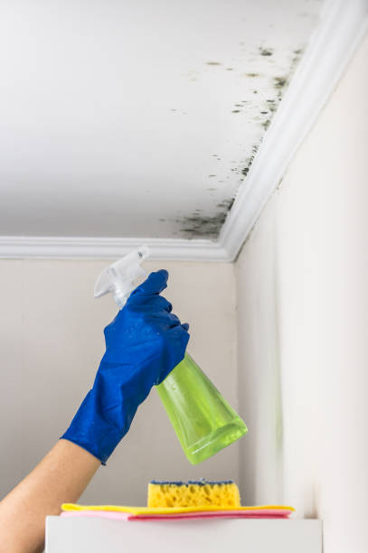Professional Mold Removal in Bingham Farms, MI