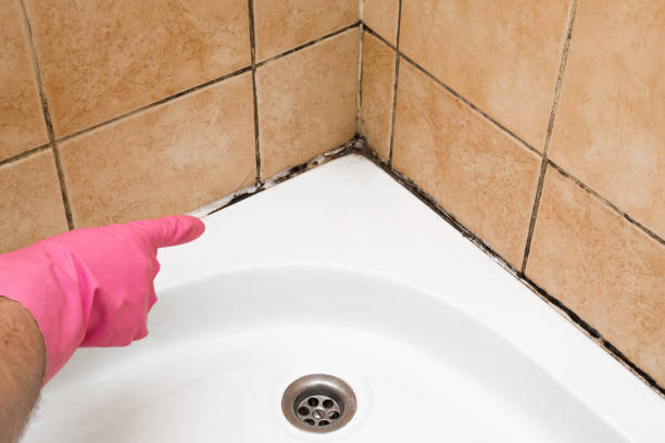 Best Mold Removal Process  in Bingham Farms, MI