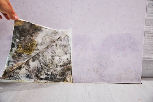 Best Residential Mold Removal  in Bingham Farms, MI